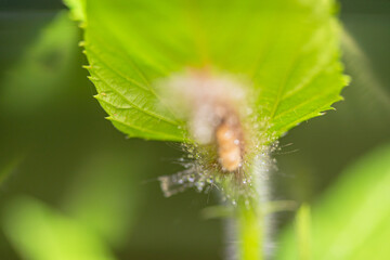 caterpillar before becoming a butterfly.
very itchy if on the skin it causes irritation