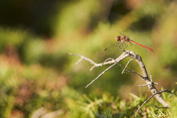 Dragonfly, on a branch in the hot afternoon. Selective focus. Copy space.