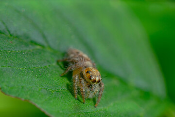 These spiders are known to eat small insects such as grasshoppers, flies, bees and other small spiders,
closeup macro in Hyllus semicupreus Jumping Spider.