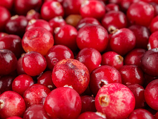 Red cranberry berries close-up, harvest of wild forest northern berries, background