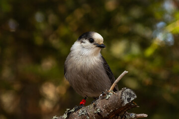 Gray Jay