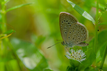 Macro close-up butterfly in wild meadow and flowers on beautiful blurred soft yellow green background