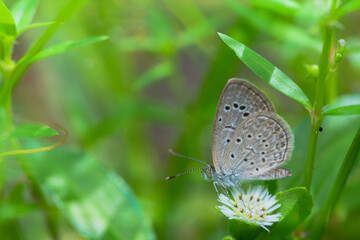 Macro close-up butterfly in wild meadow and flowers on beautiful blurred soft yellow green background