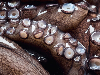Raw octopus arms close up look