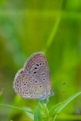 Macro close-up butterfly in wild meadow and flowers on beautiful blurred soft yellow green background