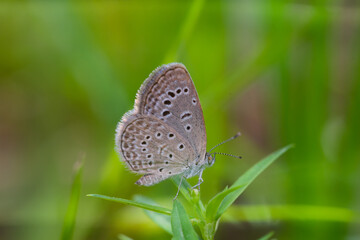 Macro close-up butterfly in wild meadow and flowers on beautiful blurred soft yellow green background