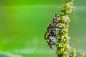 These spiders are known to eat small insects such as grasshoppers, flies, bees and other small spiders,
closeup macro in Hyllus semicupreus Jumping Spider.