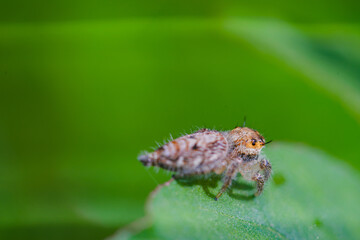 These spiders are known to eat small insects such as grasshoppers, flies, bees and other small spiders,
closeup macro in Hyllus semicupreus Jumping Spider.