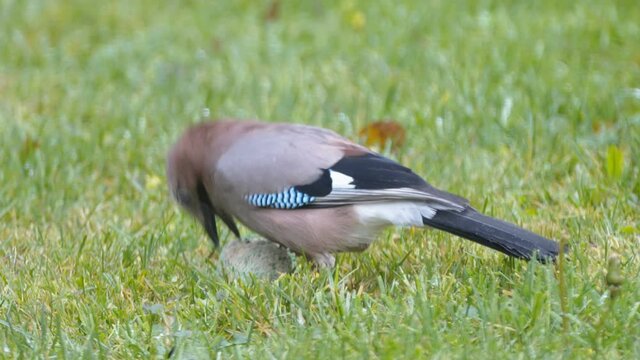 The gray color Eurasian jay bird holding a ball of food in the grassy lawn in Estonia