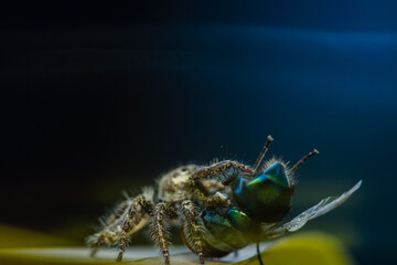 These spiders are known to eat small insects such as grasshoppers, flies, bees and other small spiders,
closeup macro in Hyllus semicupreus Jumping Spider.