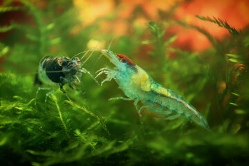 Neocaridina Freshwater Shrimp, dwarf shrimp in the aquarium. Aquascaping, aquaristic Animal macro, close up photography with a focus gradient and soft background. 
