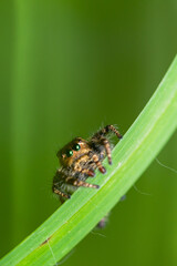 These spiders are known to eat small insects such as grasshoppers, flies, bees and other small spiders,
closeup macro in Hyllus semicupreus Jumping Spider.