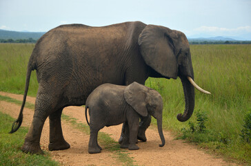 Fototapeta na wymiar Two elephants (mother with her baby calf by her side) walking in Mikumi national park, Tanzania