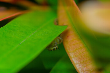 These spiders are known to eat small insects such as grasshoppers, flies, bees and other small spiders,
closeup macro in Hyllus semicupreus Jumping Spider.