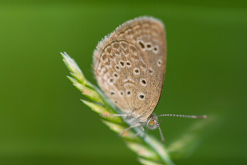 Macro close-up butterfly in wild meadow and flowers on beautiful blurred soft yellow green background