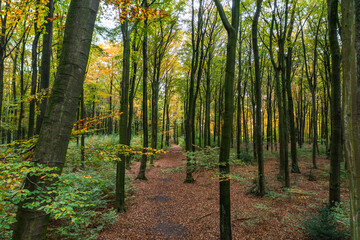 A walk through the Duisburg city forest in autumn