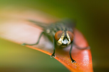 Closeup macro in Hyllus semicupreus Jumping Spider on blue background. Jumping Spider eating flies