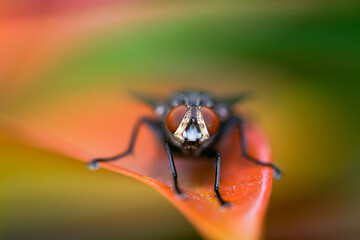 green fly head detail