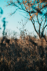 Autumn grass and trees against the sky