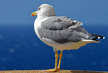 close up of seagull on a rock