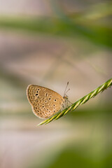 Macro close-up butterfly in wild meadow and flowers on beautiful blurred soft yellow green background