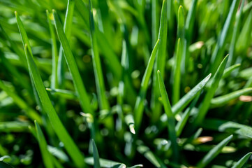 Fresh green onion tips and seed pods in a vegetable garden