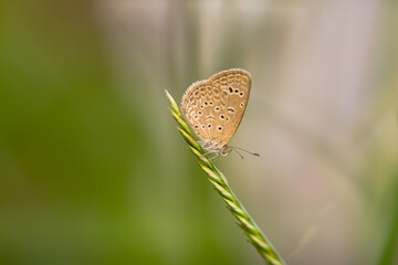 Macro close-up butterfly in wild meadow and flowers on beautiful blurred soft yellow green background