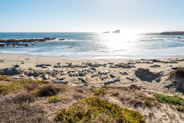 Sea lions resting on the beach at the Big Sur Hwy 1 in California