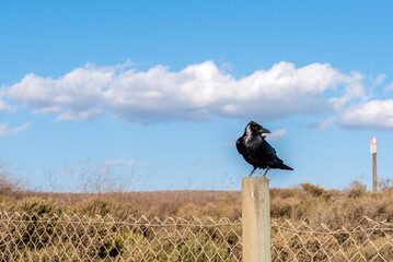 A craw sitting on a fence and sunbathing in the warm sun