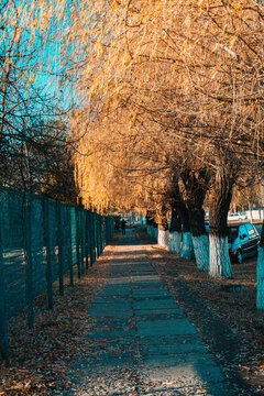 Autumn alea with trees and yellow leaves