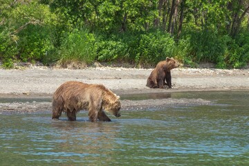 Resting wild bears on the shore of Kurile Lake in Kamchatka, Russia