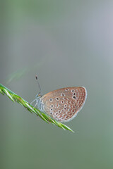 Macro close-up butterfly in wild meadow and flowers on beautiful blurred soft yellow green...