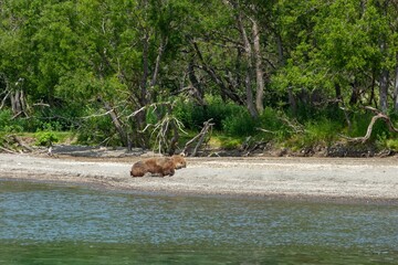 Resting wild bear on the shore of Kurile Lake in Kamchatka, Russia