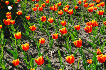 Bright red tulips in the flower bed in spring.