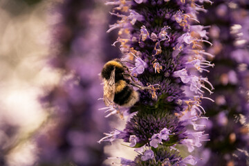 bee on a purple flower