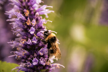 bee on a purple flower