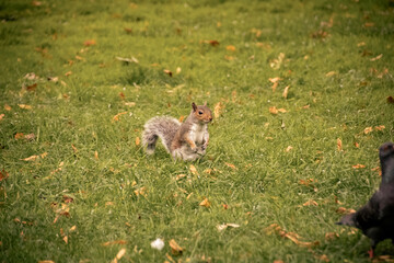 squirrel in the park