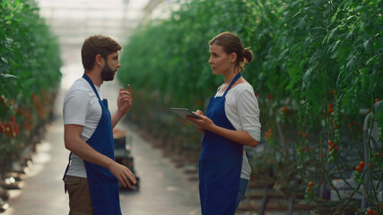 Agronomy farmers check tomatoes vegetable using tablet device in greenhouse.