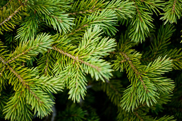 close up of pine needles