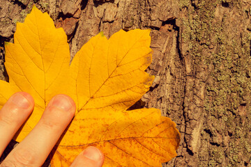  autumn leaf on the wooden background . Abstract background of leaf. The concept of  fall, autumn.