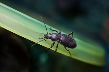 Black beetle closeup in evening light of a lamp