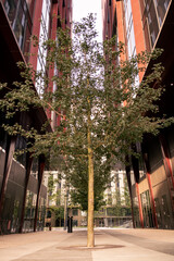 Tree in the centre of two buildings