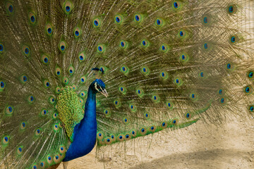 Obraz premium Elegant colorful blue peacock with open tail.