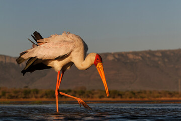 Yellow-billed stork searching for food in Zimanga Game Reserve near Mkuze  in South Africa