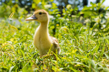 Cute yellow fluffy duckling on green grass.