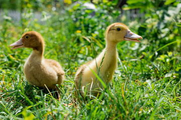 Obraz premium Cute little ducklings walking on green grass.