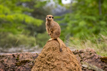 Meercat sitting on top of his burrow