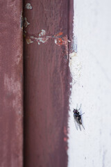 Obraz premium A black fly on the outside white wall. 