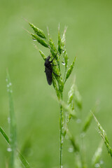 A black fly on the flower of a meadow plant with drops of water. 