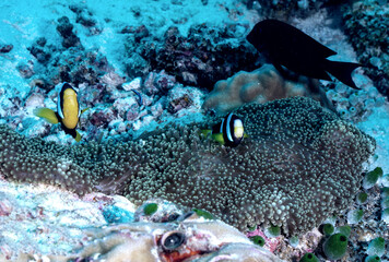 Fototapeta na wymiar Clownfish swimming around their anemone
